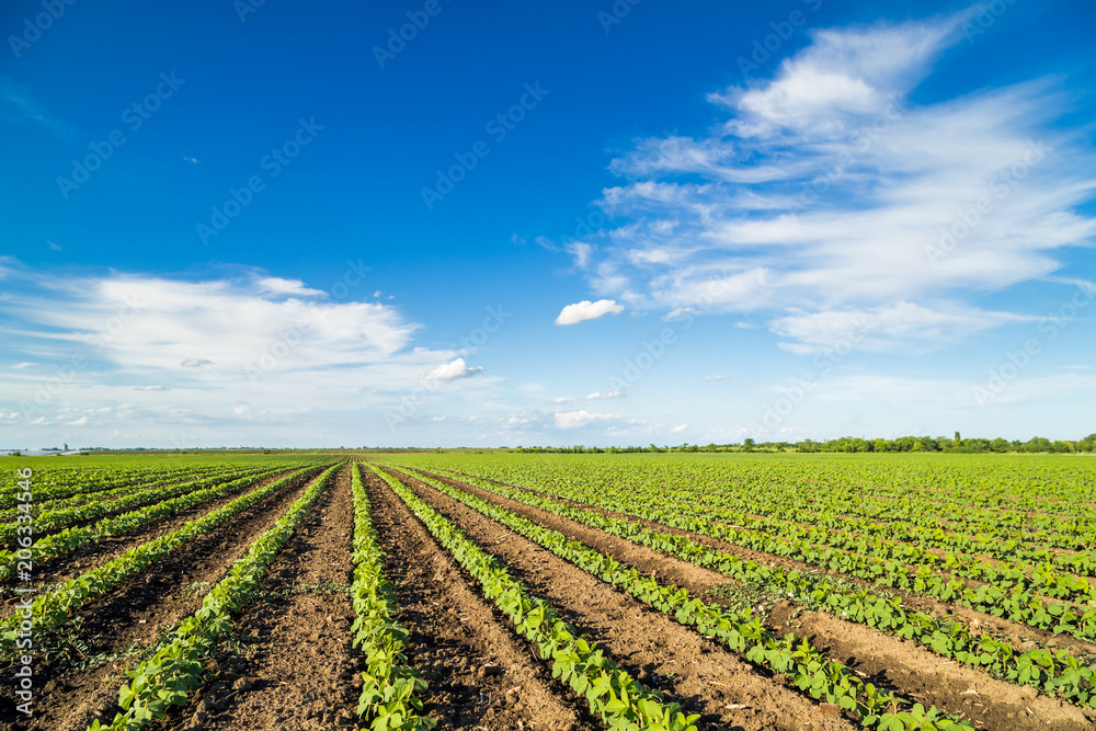 Green ripening soybean field, agricultural landscape