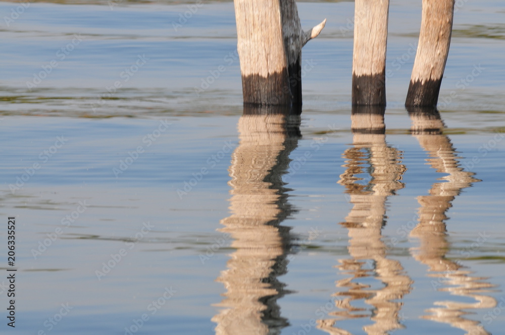 Dead tree stumps in the water Dead tree stumps in the water