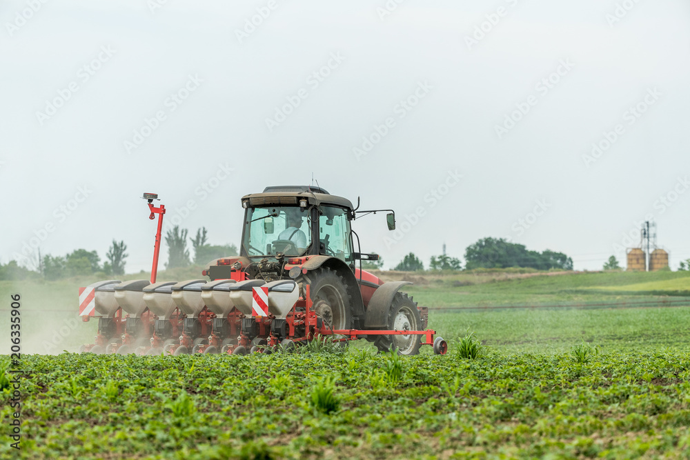 Fototapeta premium Farmer seeding, sowing crops at field. Sowing is the process of planting seeds in the ground as part of the early spring time agricultural activities.