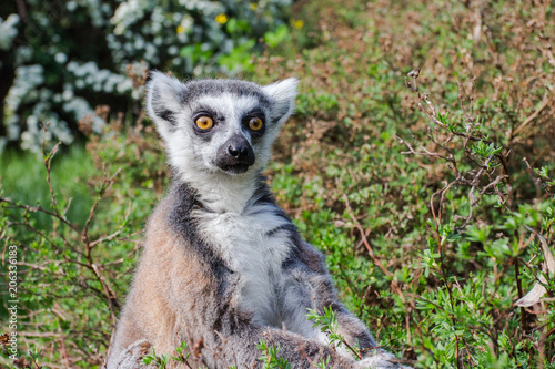 The ring-tailed lemur (Lemur catta) © Shyshko Oleksandr