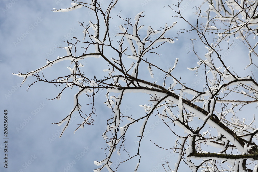 Rami coperti di neve