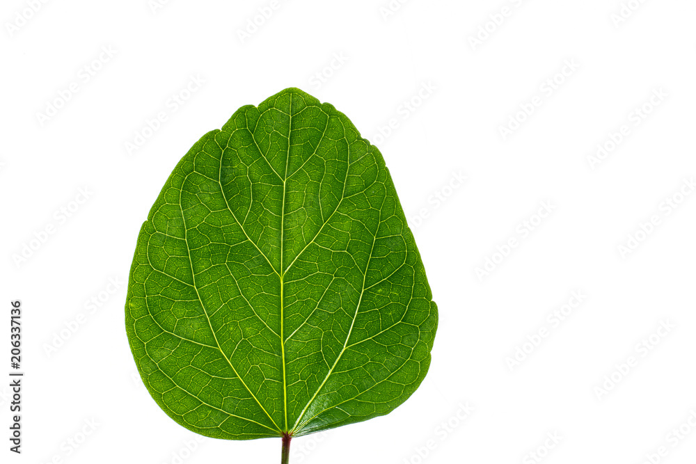 green leaf on white background. green leaf on white background.