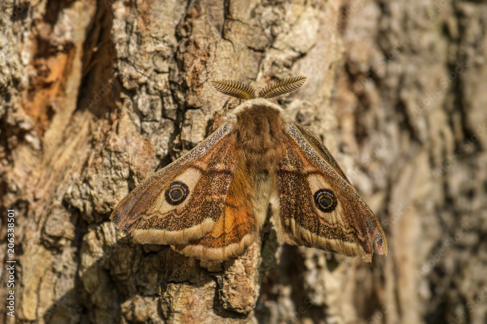 Emperor Moth - Saturnia pavonia, beautiful moth from Europe, Czech Republic.