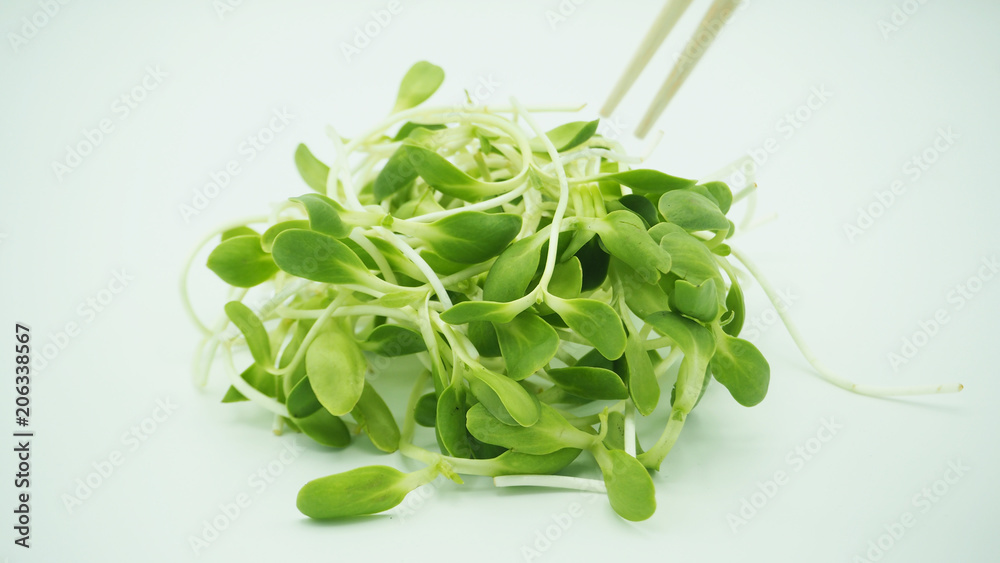 Sunflower sprout Sunflower sprout