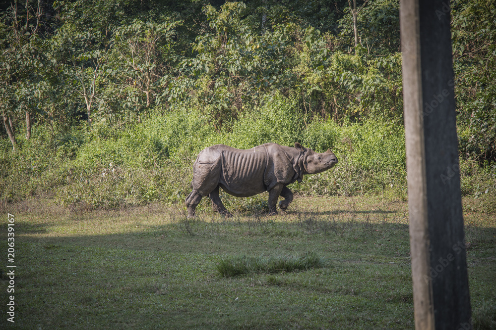 Fototapeta premium Rhino in Chitwan