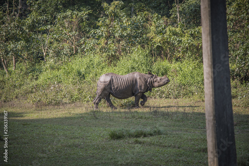 Rhino in Chitwan