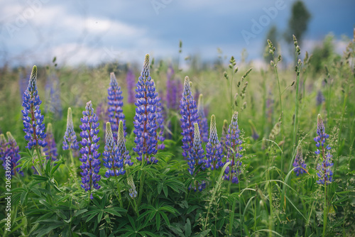 Lupine field with green grass
