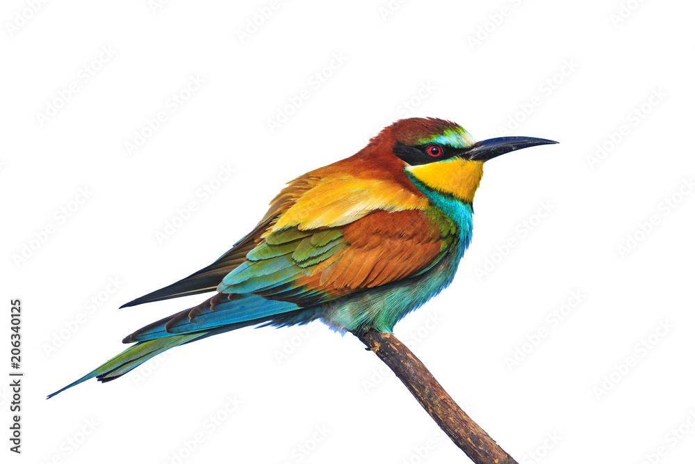 Obraz premium beautiful bird isolated on white