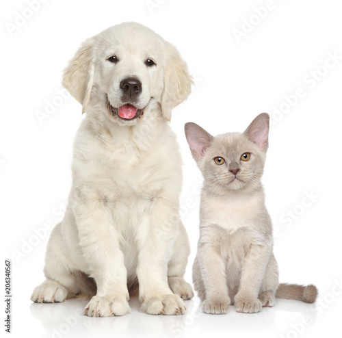 Fototapeta Naklejka Na Ścianę i Meble -  Cat and dog on white background