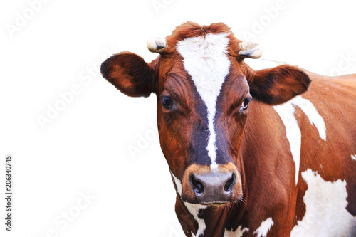 cow with beautiful eyes isolated on white background © drakuliren