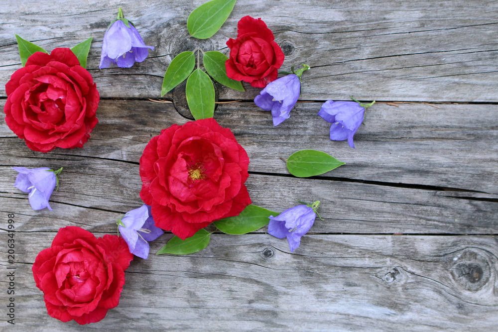 Blue campanula persicifolia and red rose flowers on wood background. Campanula is a flowering plant. . Flat lay, top view.Empty space for your text.