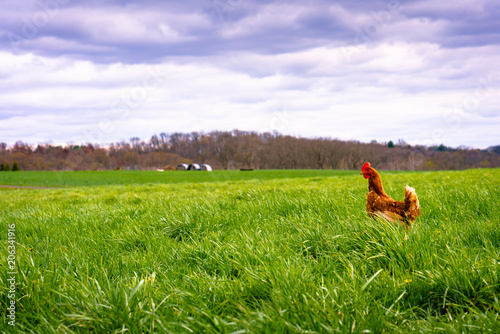 Chicken on patrol