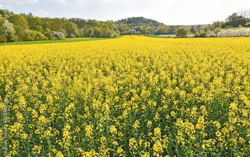 Yellow rape field in spring
