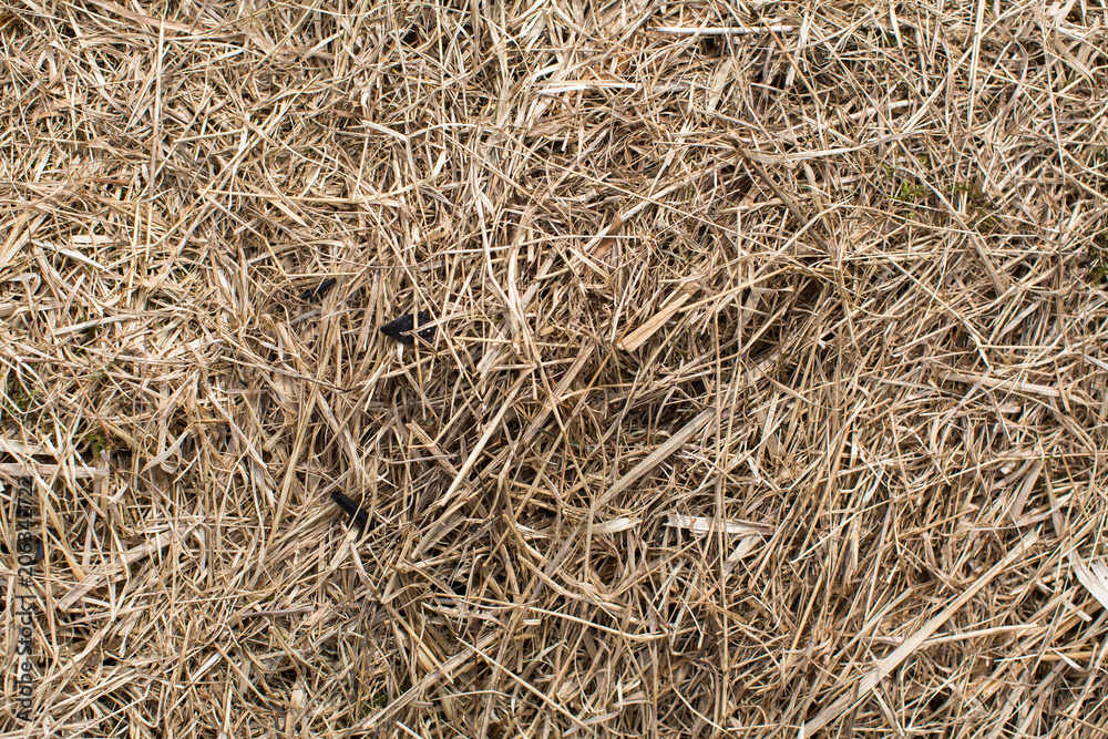 Dry grass close-up, hay texture.