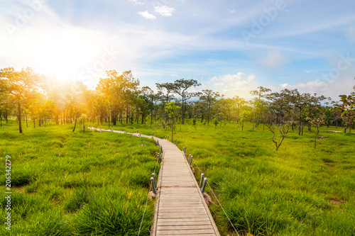 Beautiful landscape in nature trails with lush green meadows in rain forest with sunlight in morning  at Pa Hin Ngam National Chaiyaphum Province,Thailand	