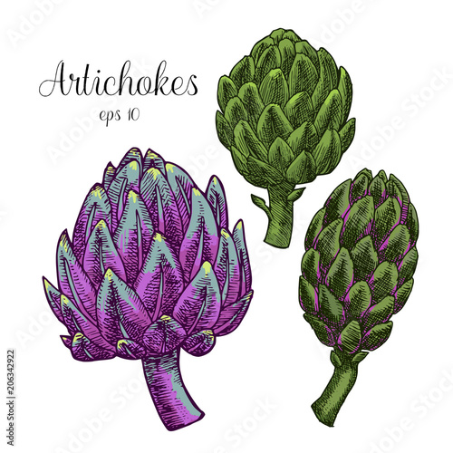 hand drawn Artichokes
