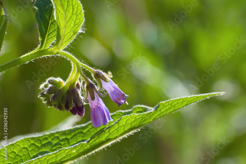 comfrey blossom (Symphytum officinale)  purple blue flowers on a green blurry background with copy space, the plant has been used in folk medicine photo