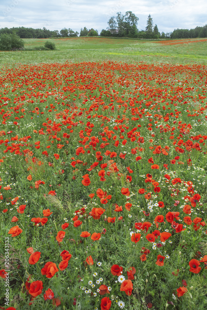 Redness of beautiful poppy's field