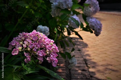 ピンクの紫陽花 © T夫婦