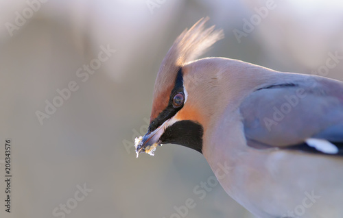 Bohemian waxwing close icy portrait 