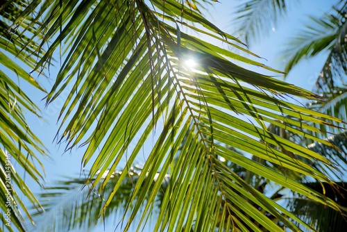 palm