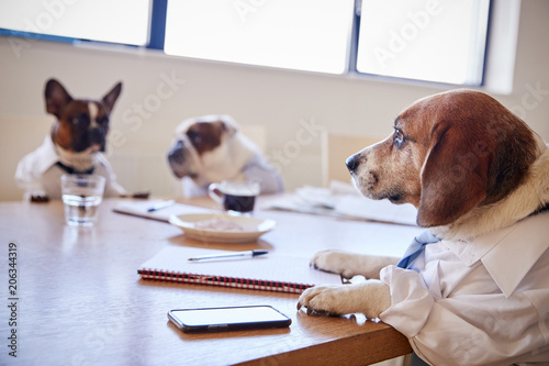 Photography Three Dogs Dressed As Businessmen Having Meeting In Boardroom