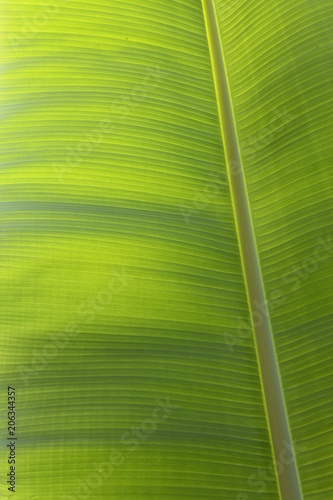 Foglia di banano
