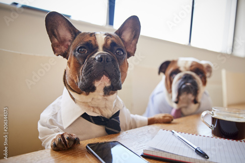 Photography Two Dogs Dressed As Businessmen Having Meeting In Boardroom