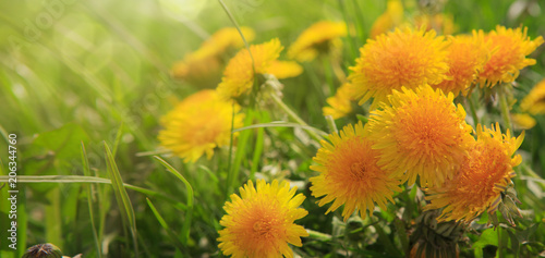 Fototapeta Naklejka Na Ścianę i Meble -  Close up flowers yellow dandelions.