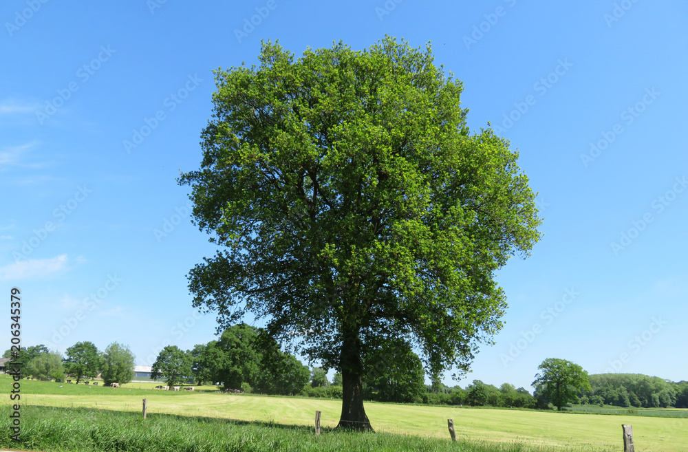 Fototapeta premium Baum