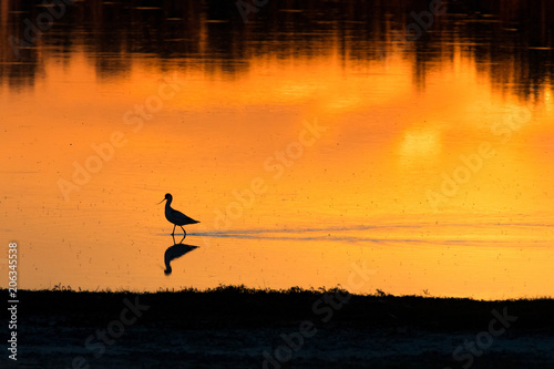 a lone bird on the shore of a lake in the sunset light, pied avocet photo