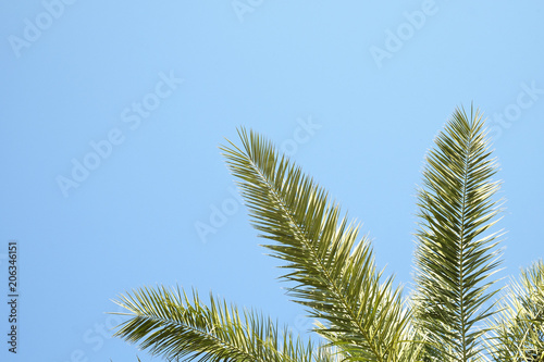 Bottom view of exotic californian coconut palm trees with large leaves strips in sunshine on white and blue sky background, sunny day.