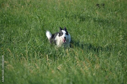 Border Collie