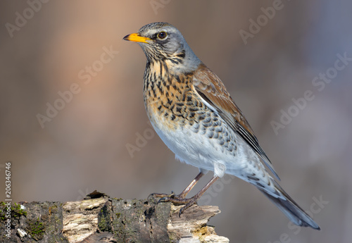 Fieldfare takes a stance on old stub in a sunny day
