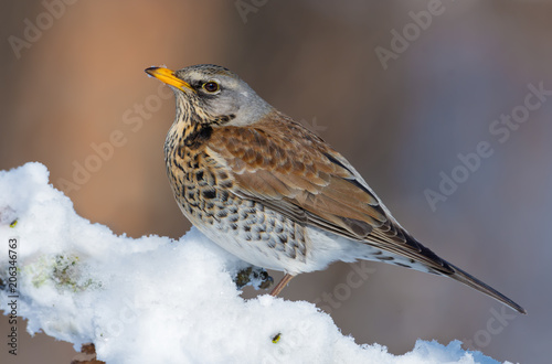 Fieldfare sits in snow on branch as he warms himself on the sun