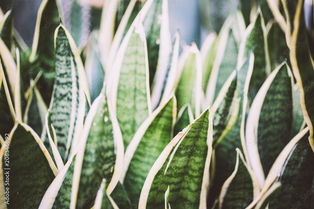 bowstring hemp sansevieria