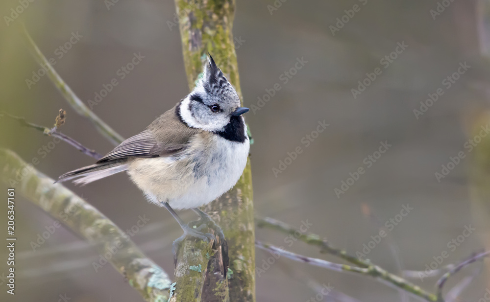 Fototapeta premium European Crested Tit thoughtful posing on small branches in autumn forest 