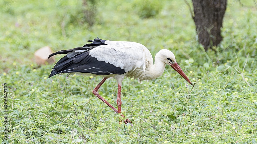 Fototapeta premium Kruger Park Egrate