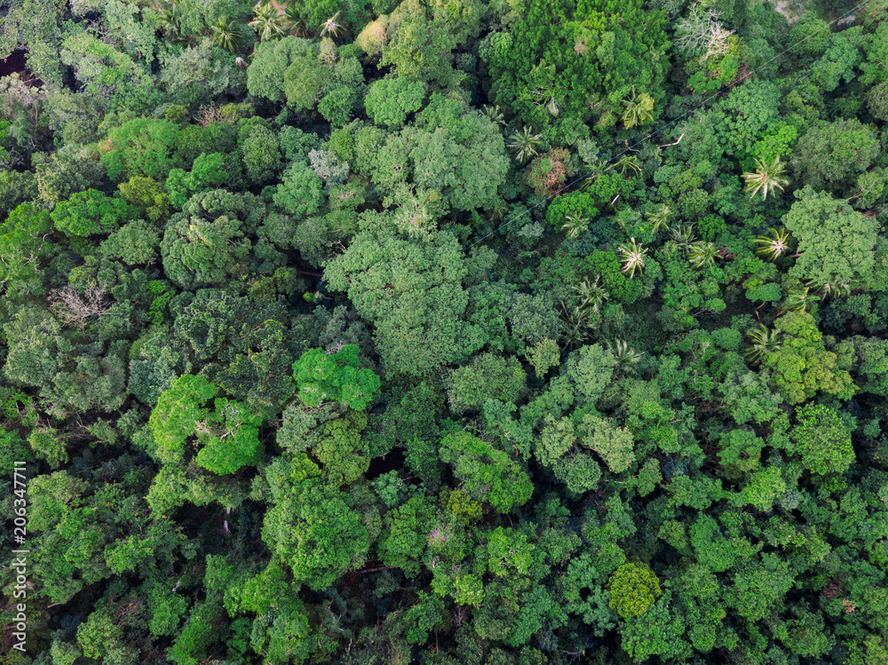 Jungle forest, tropical island from aerial view