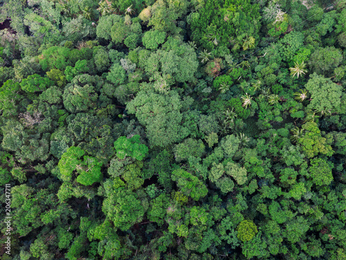 Jungle forest, tropical island from aerial view © Dmitriy Kandinskiy