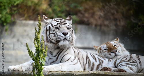 tigre blanco de bengala photo