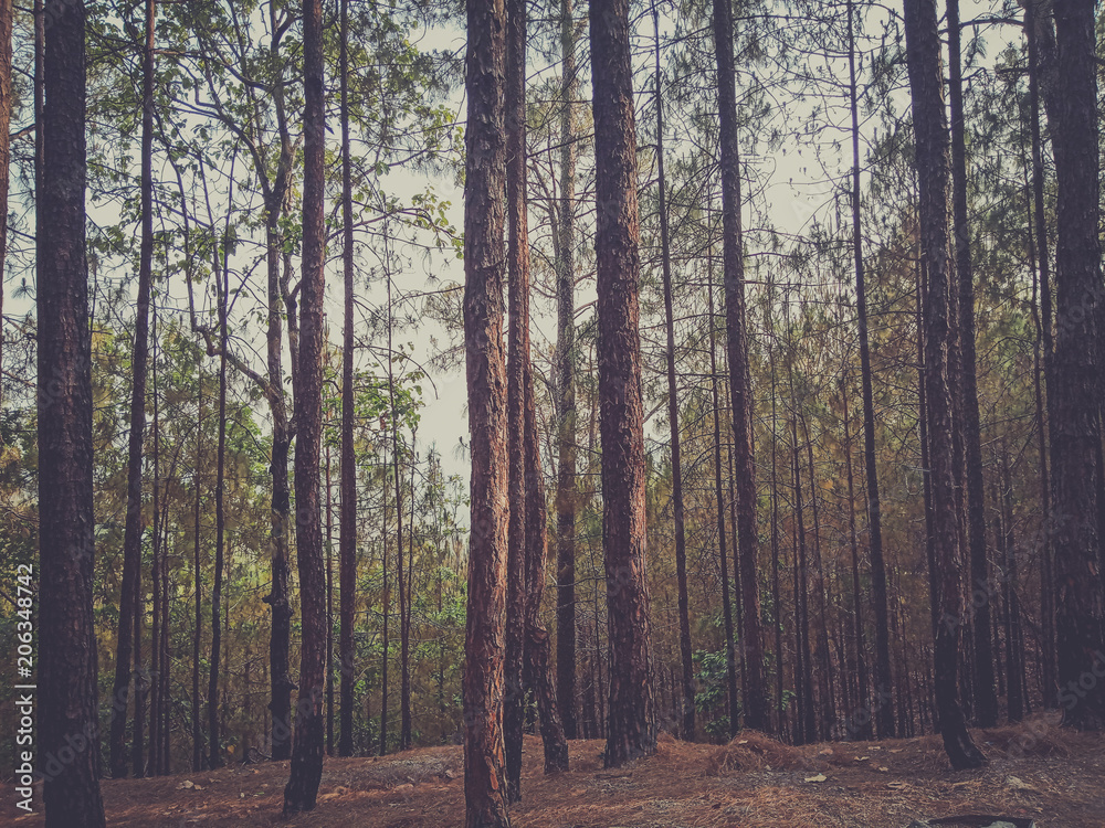 Full frame shot of long trees in forest Full frame shot of long trees in forest