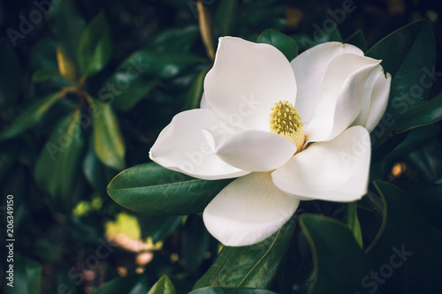 A large, creamy white southern magnolia flower blossom is circled by the glossy green leaves of the tree.