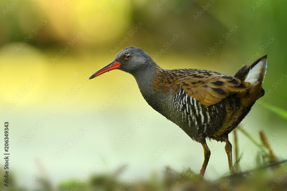 Fototapeta premium Water Rail (Rallus aquaticus)