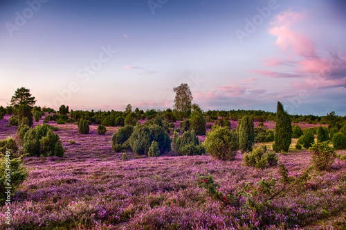 Принти на полотні Lüneburger Heide
