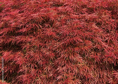 Beautiful bushy red Acer (Japanese Maple) leaves, shining on a sunny spring day.