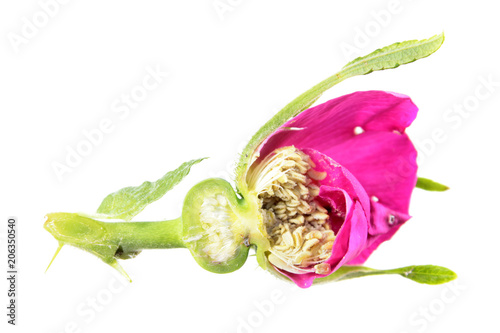 Foto Longitudinal section through a rose bud isolated on white background