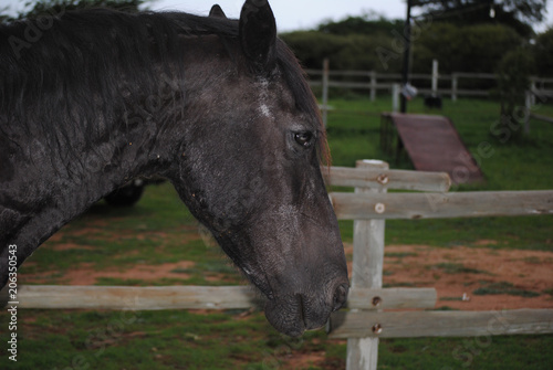 Old Frisian Mare Side Portrsit photo