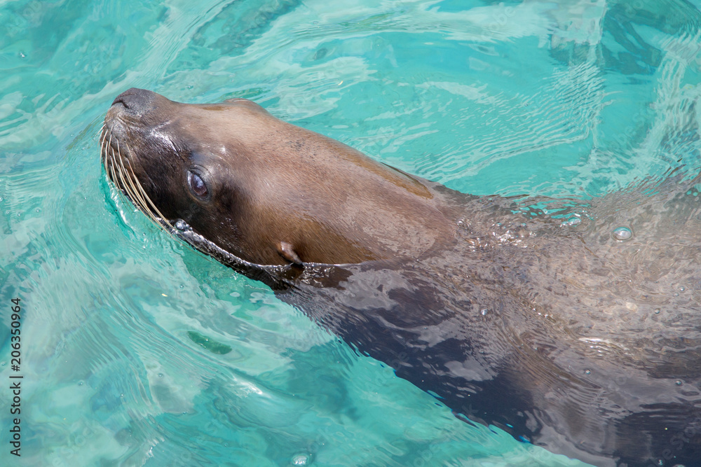 Fototapeta premium Lew morski w morzu