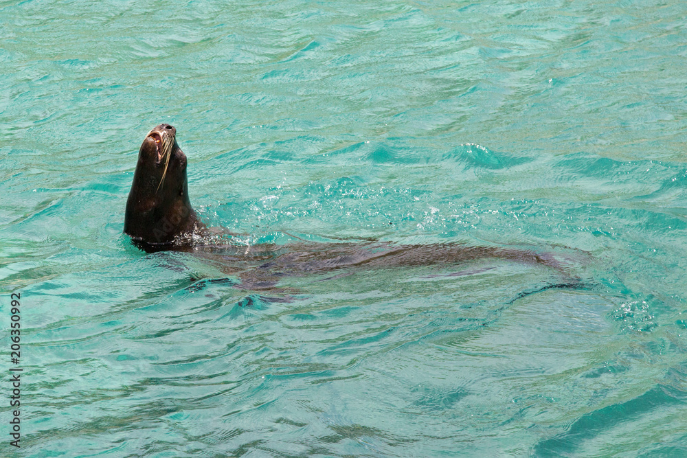 Obraz premium Seelöwe im Meer